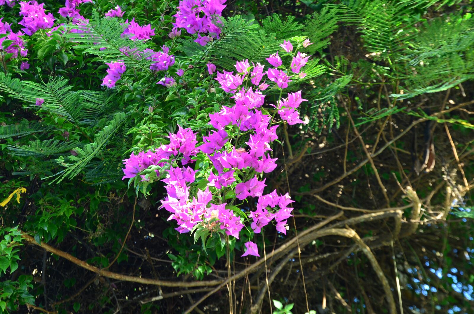 Nikon D7000 sample photo. Flower, blossom, tree photography