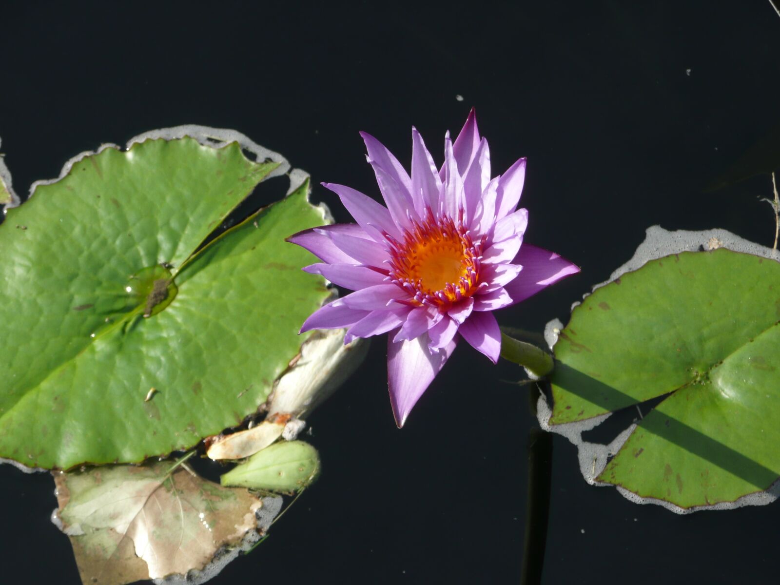 Panasonic DMC-TZ3 sample photo. Flower, leaves, lily pad photography