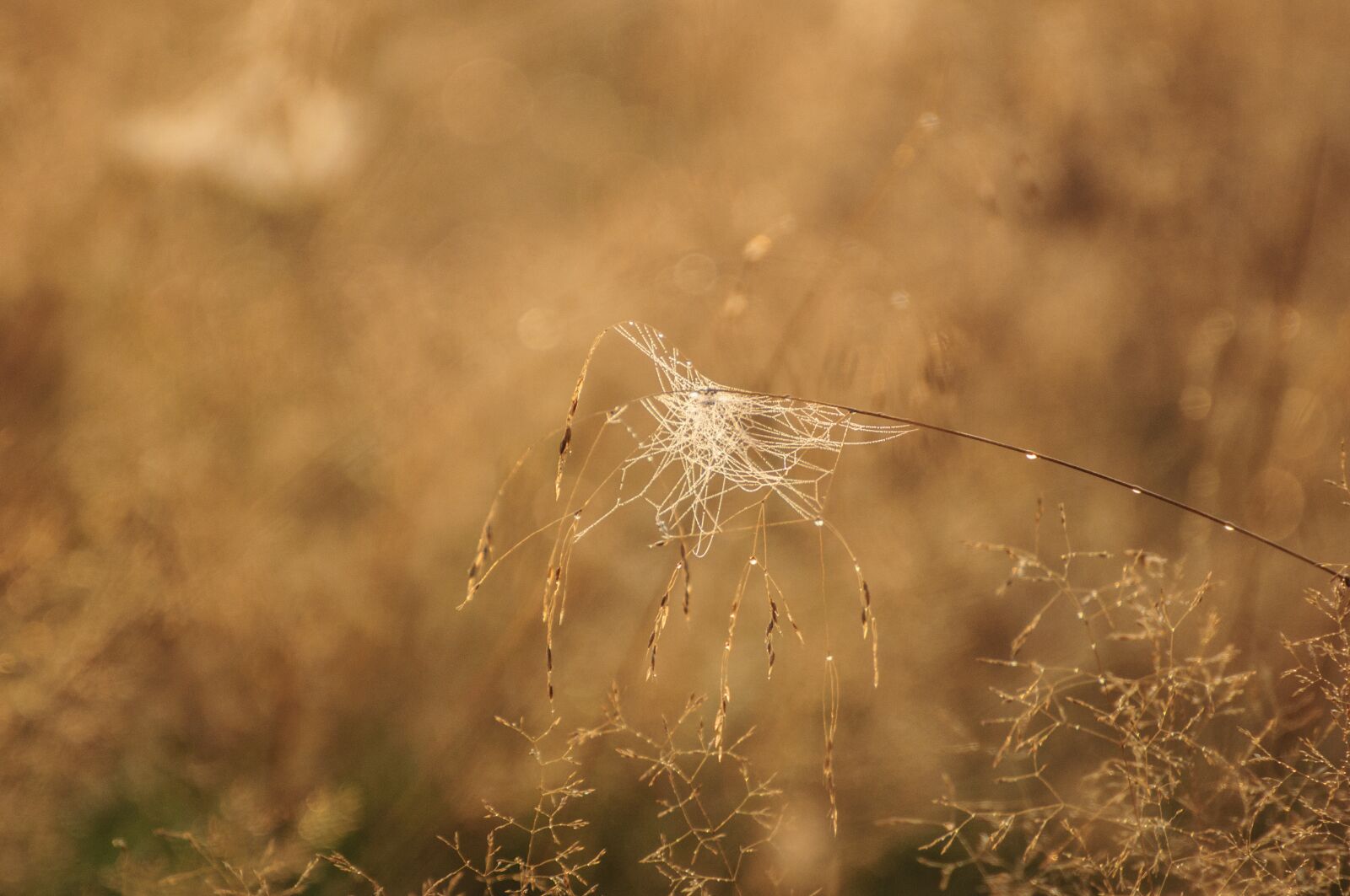 Nikon D90 sample photo. Nature, grass, morning photography