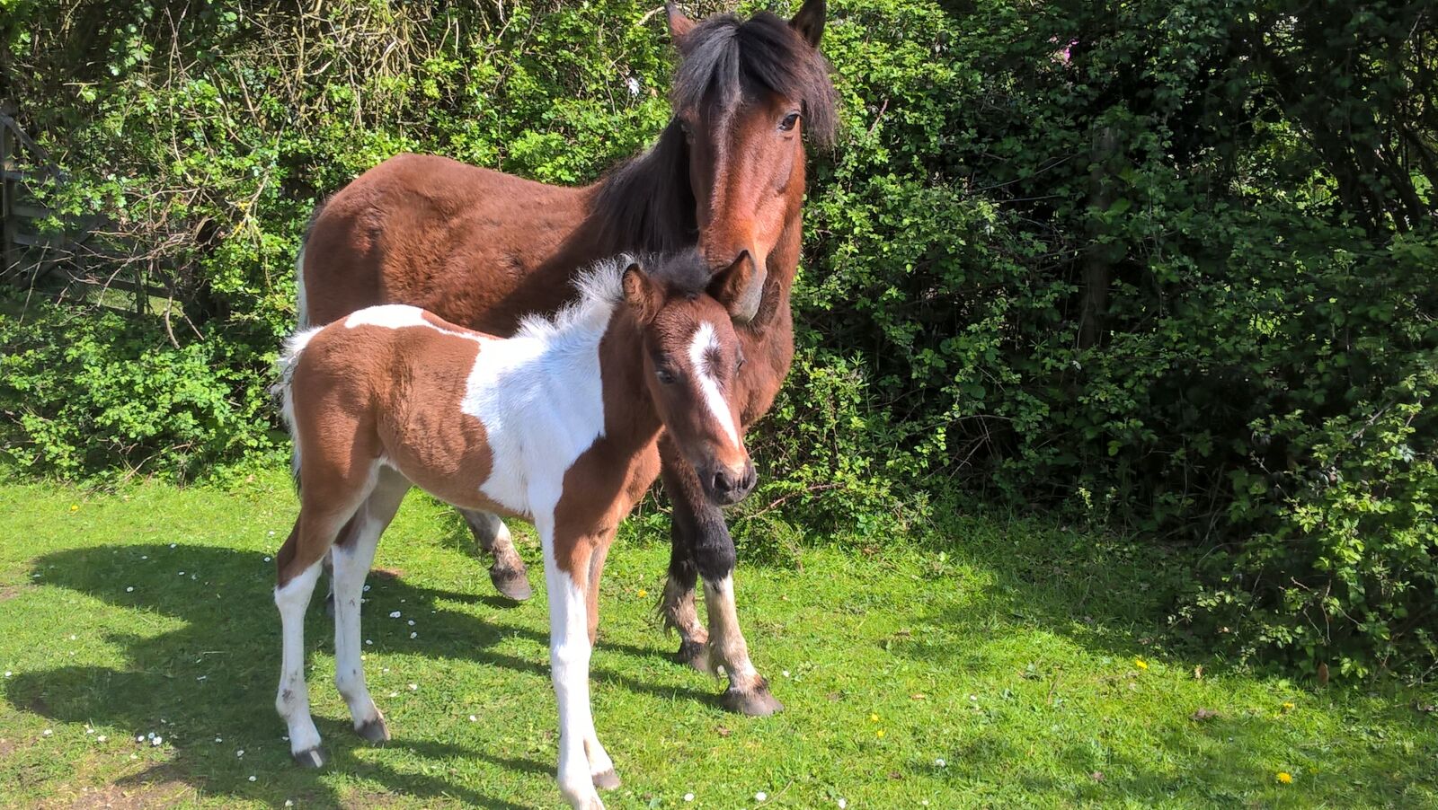Microsoft Lumia 640 LTE sample photo. New forest ponies, pony photography