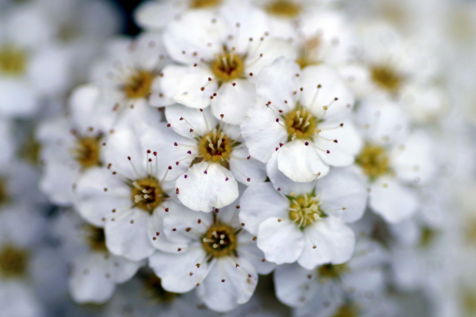 Pentax K-S2 sample photo. Crataegus, flower, white photography