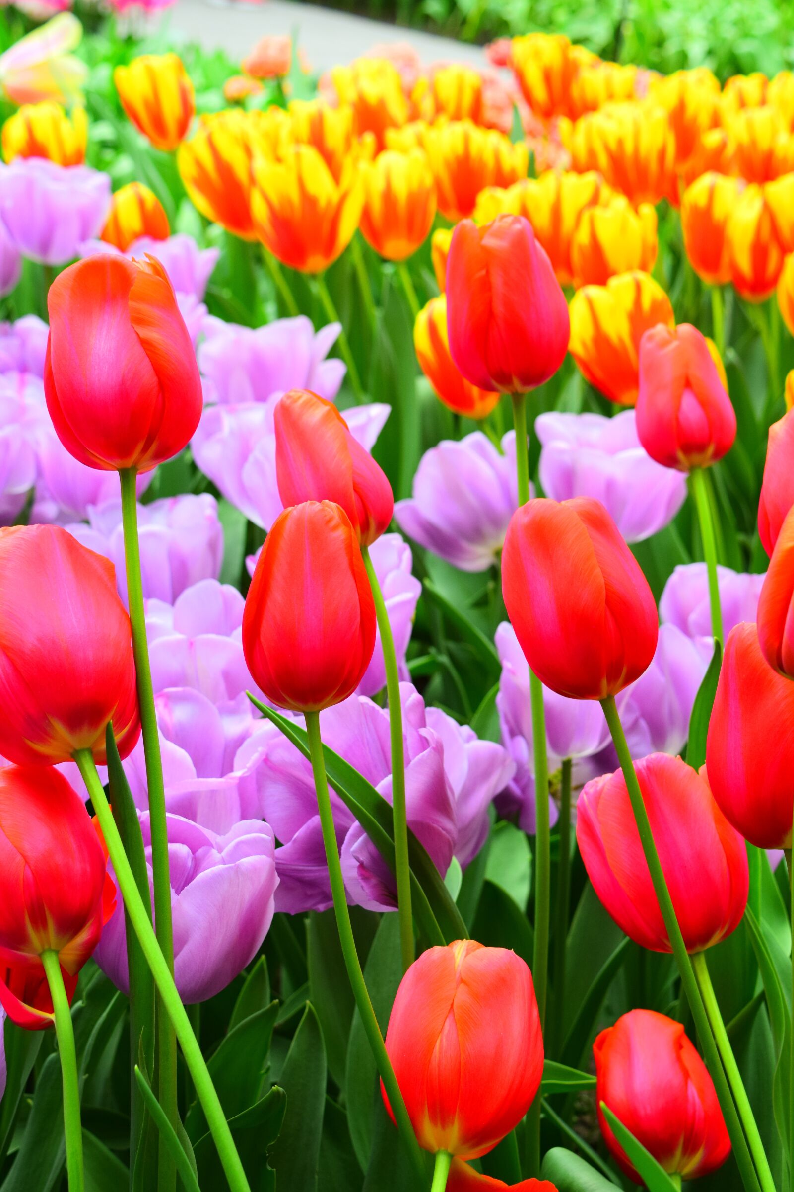Nikon D3300 sample photo. Tulips, red, pink photography