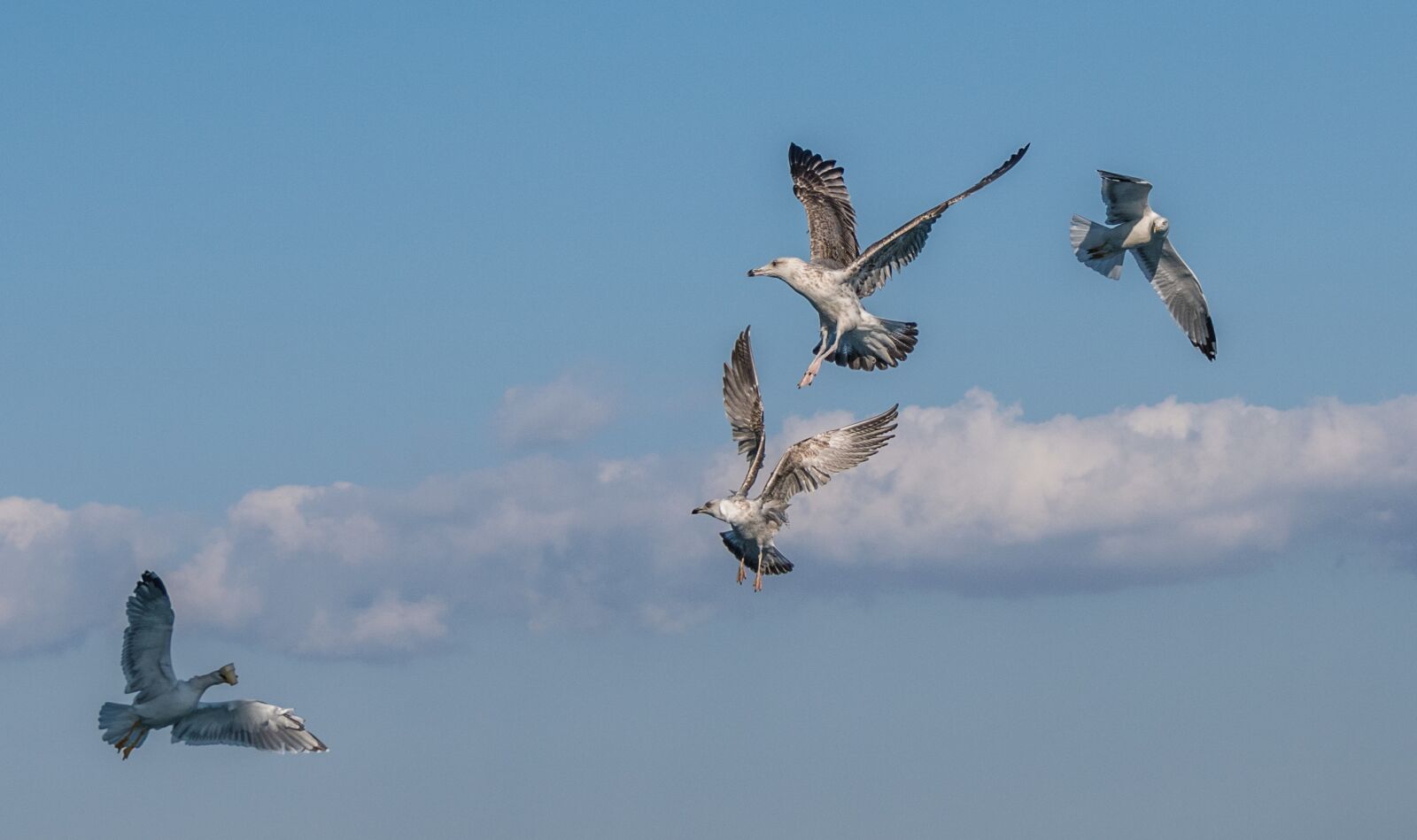 Nikon D500 sample photo. Flight, bird, wing photography