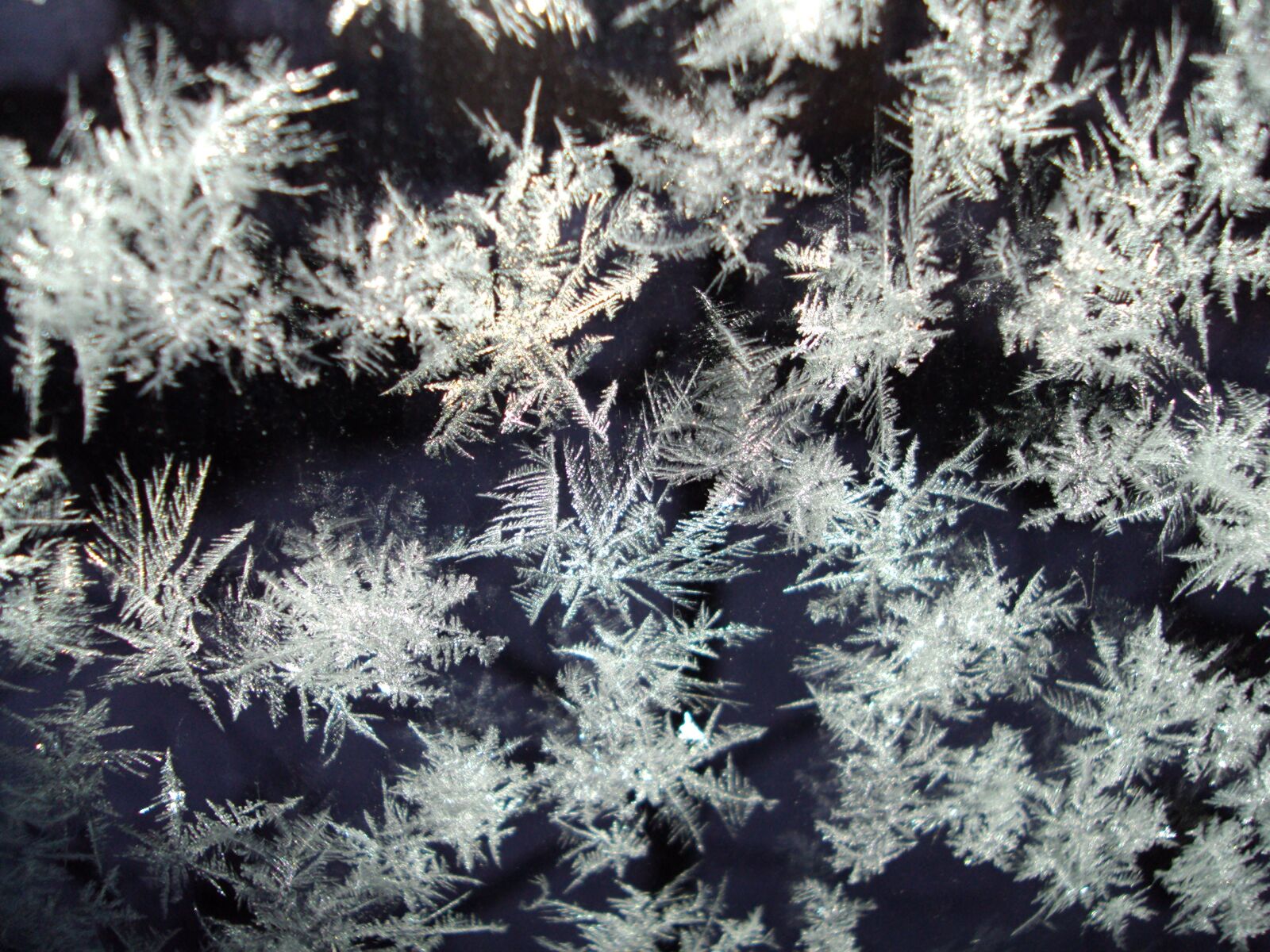 Sony DSC-S950 sample photo. Ice, crystals, frozen photography