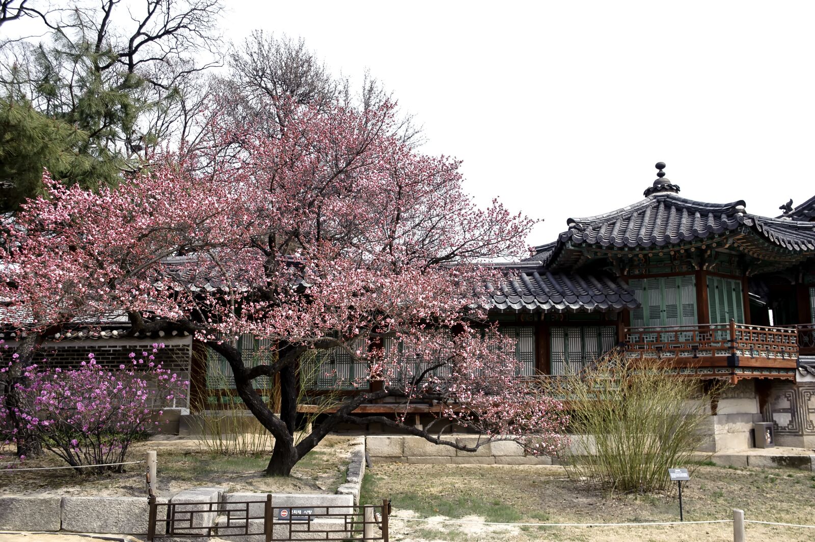 Nikon D700 sample photo. Republic of korea, traditional photography