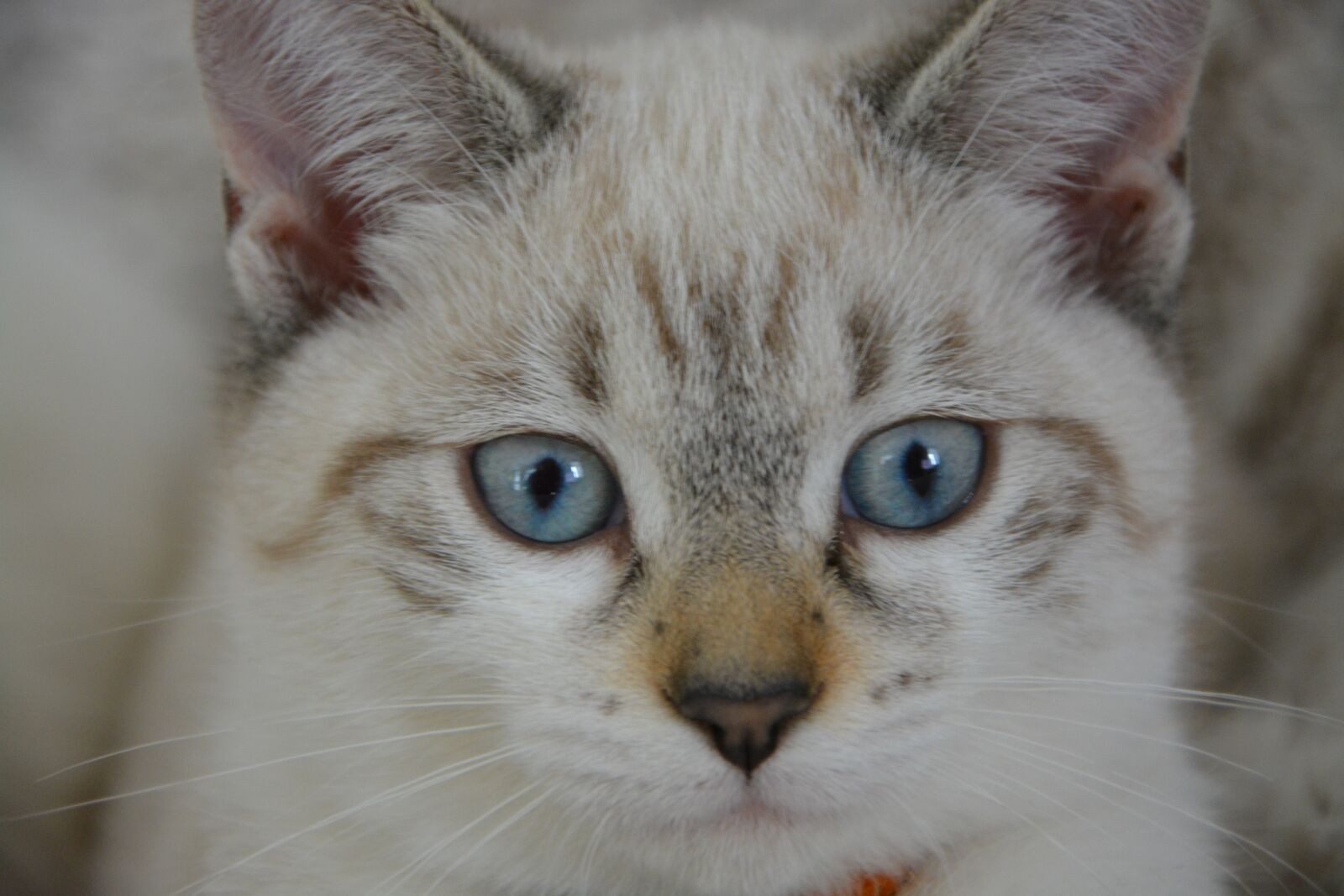 Nikon D5200 sample photo. Cat, kitten blue eyes photography