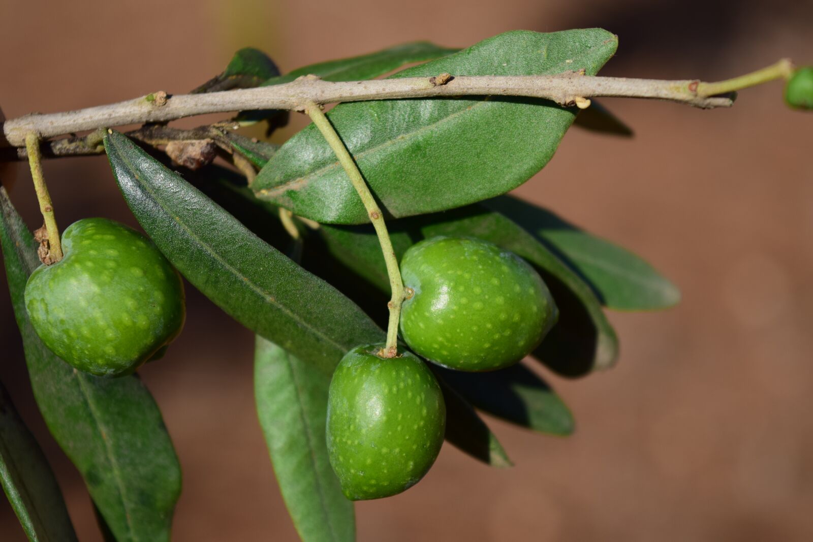 Nikon D3300 sample photo. Olive branch, olives, olive photography