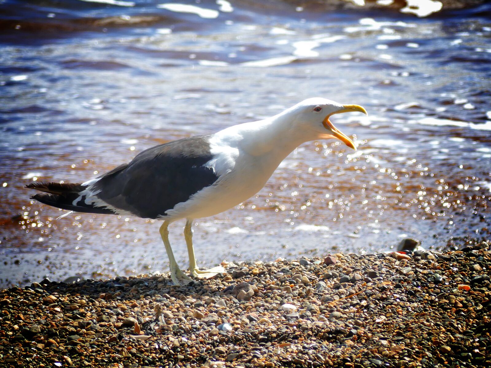 Panasonic Lumix DMC-FZ300 sample photo. Seagull, beach, sea photography