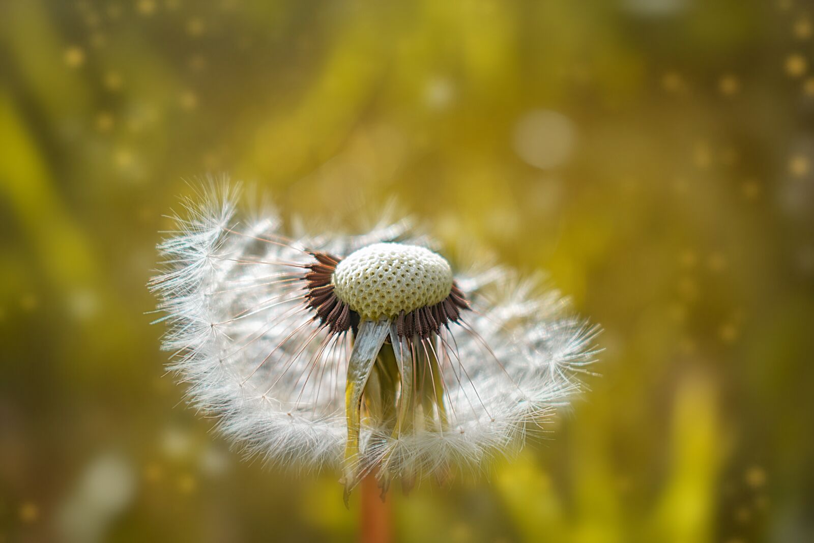 Nikon D3300 sample photo. Dandelion, nature, spring photography