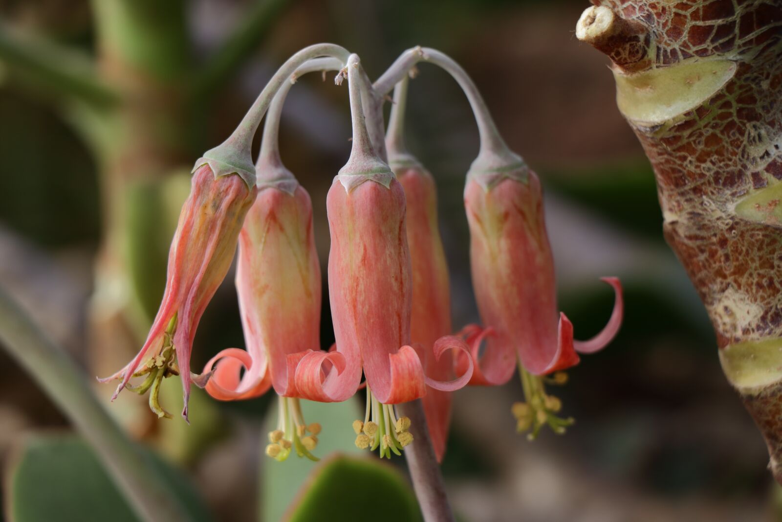Canon EF-S 18-135mm F3.5-5.6 IS USM sample photo. Pink, natural bells, nature photography