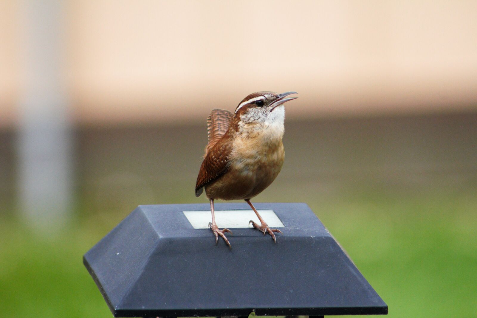 Canon EOS 550D (EOS Rebel T2i / EOS Kiss X4) sample photo. Outdoors, nature, wren photography
