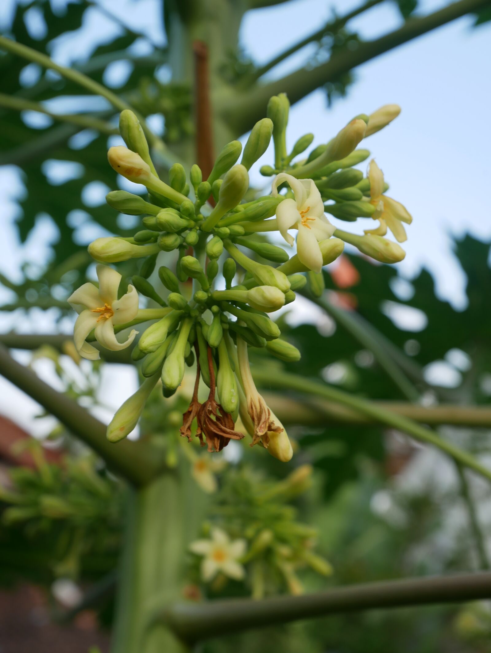 Panasonic Lumix DMC-GX85 (Lumix DMC-GX80 / Lumix DMC-GX7 Mark II) sample photo. Nature, plant, flower photography