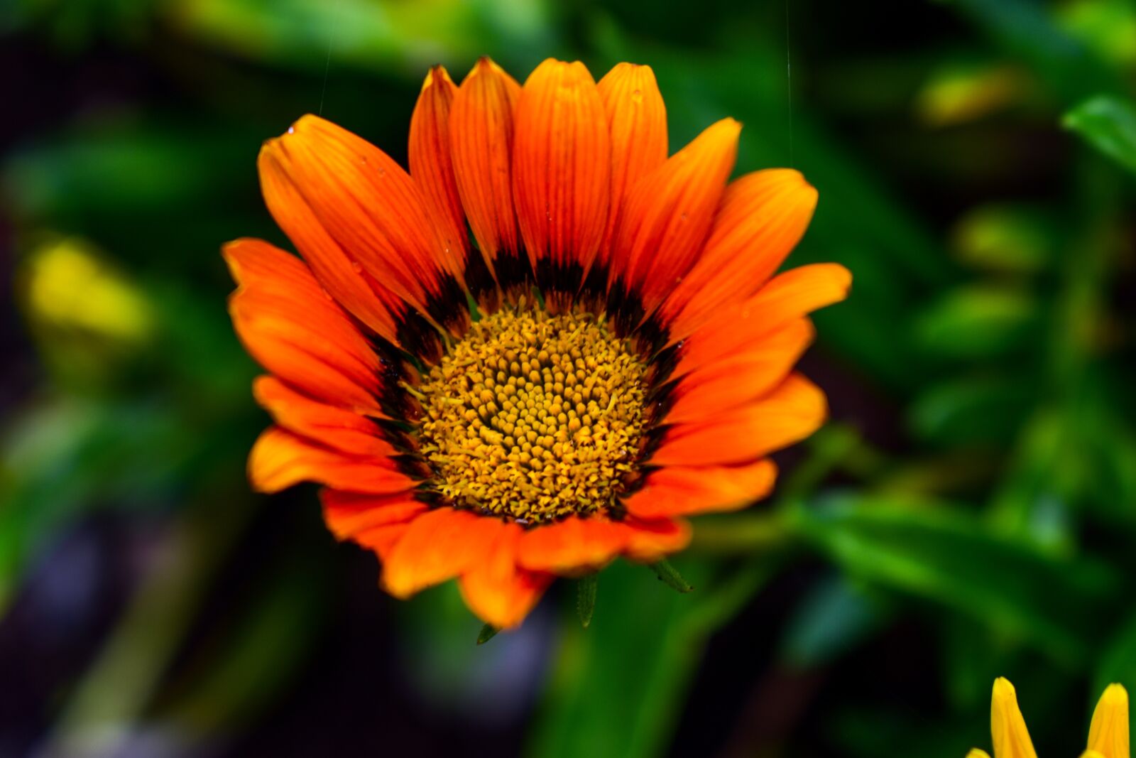 Nikon D3400 sample photo. Beautiful flower, nature, plant photography
