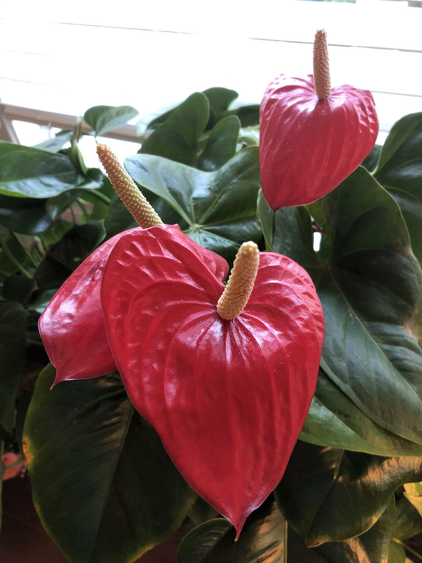 iPhone 8 back camera 3.99mm f/1.8 sample photo. Anthurium, red, flowers photography
