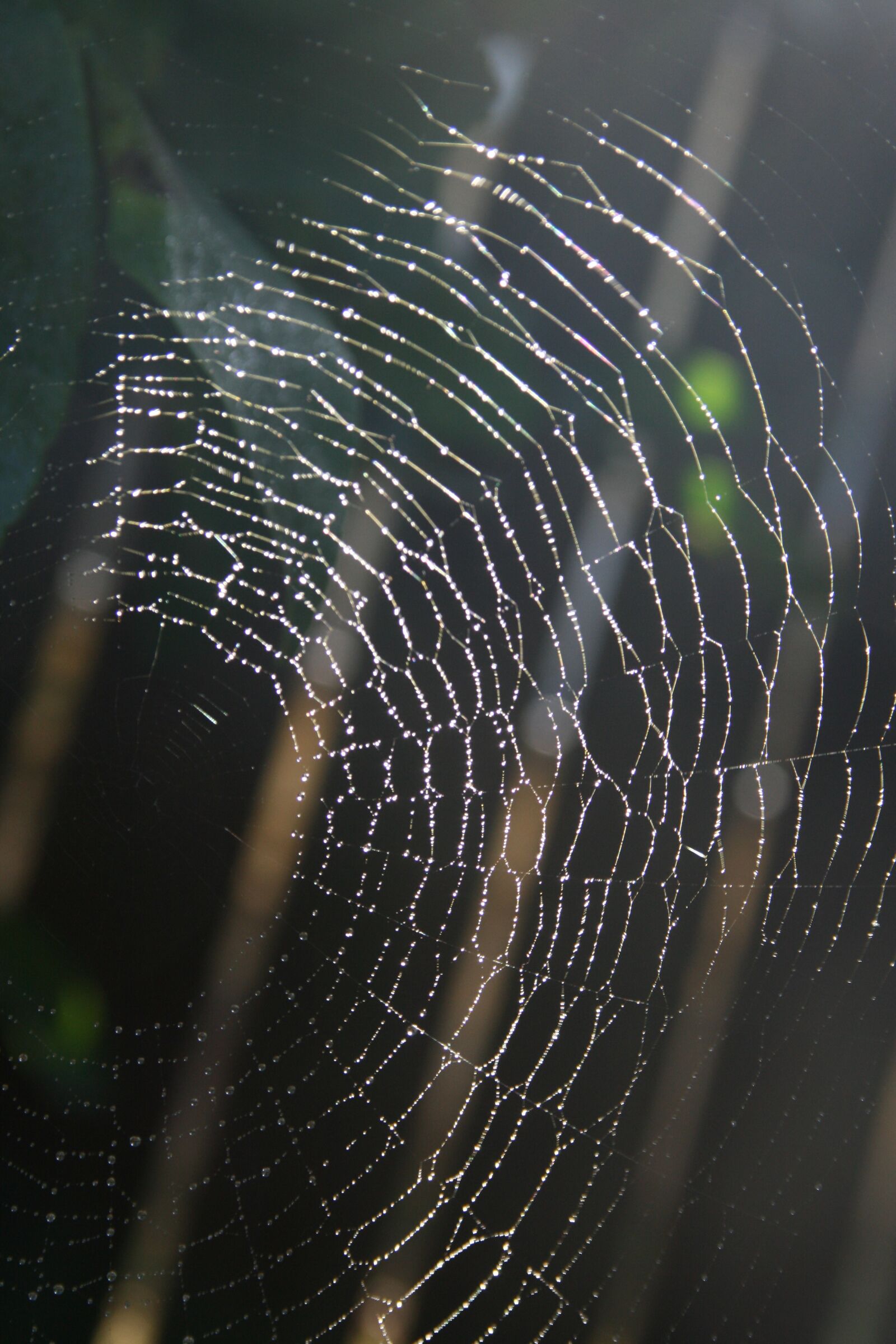 Canon EOS 400D (EOS Digital Rebel XTi / EOS Kiss Digital X) sample photo. Web, spider web, nature photography