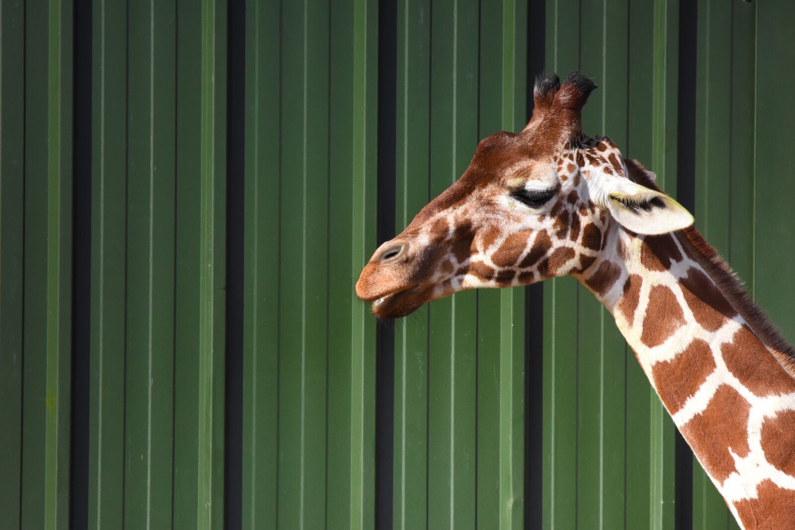 Nikon D7200 sample photo. Giraffe, animal, nature photography