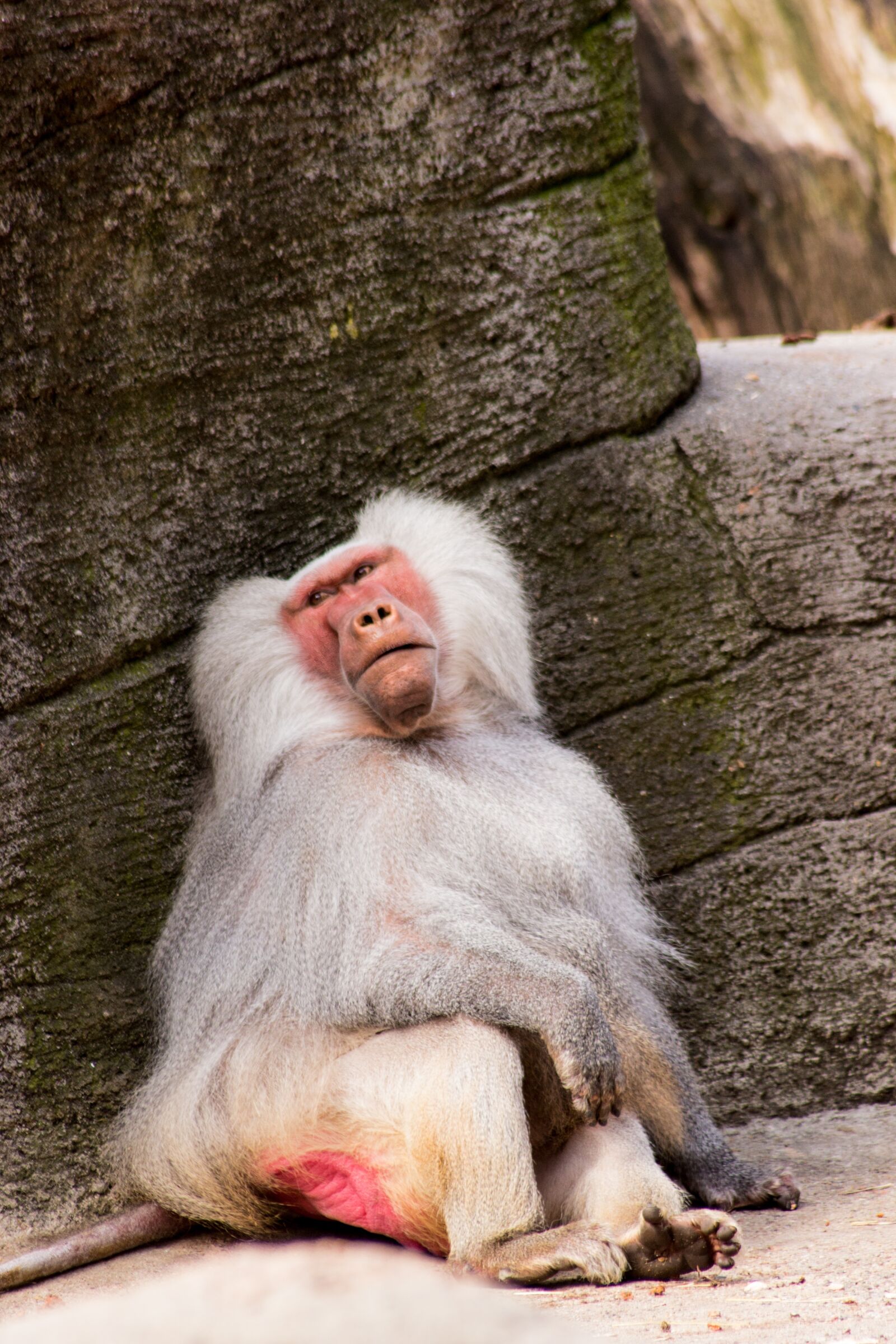 Canon EOS 600D (Rebel EOS T3i / EOS Kiss X5) sample photo. Baboon, animal, monkey photography