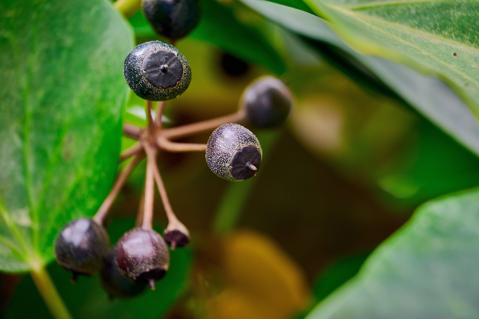 Nikon D7200 sample photo. Outbreaks, garden, leaves photography
