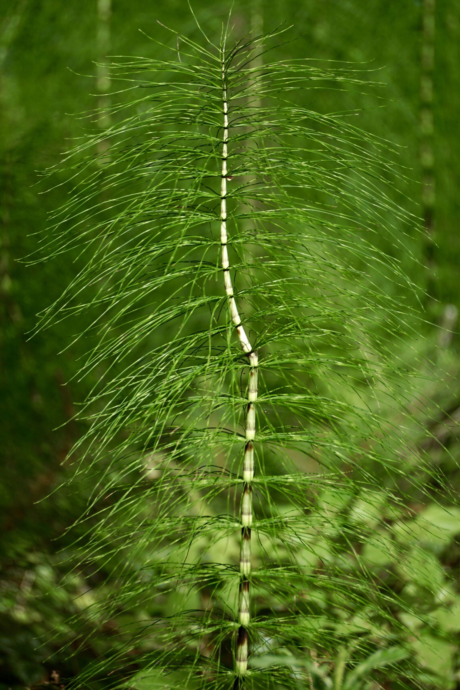Sony DT 55-300mm F4.5-5.6 SAM sample photo. Horsetail, equisetum, giant horsetail photography
