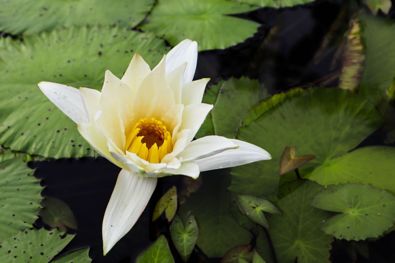 Canon EOS M50 (EOS Kiss M) sample photo. Water lily, pond, nature photography
