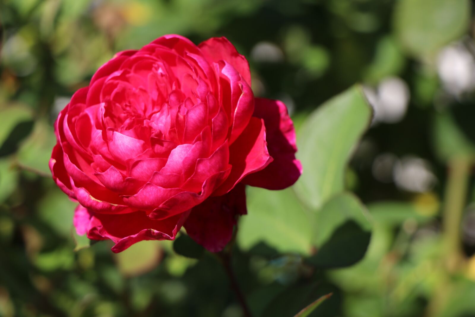 Canon EF-S 18-135mm F3.5-5.6 IS USM sample photo. Autumn, rose, nature photography