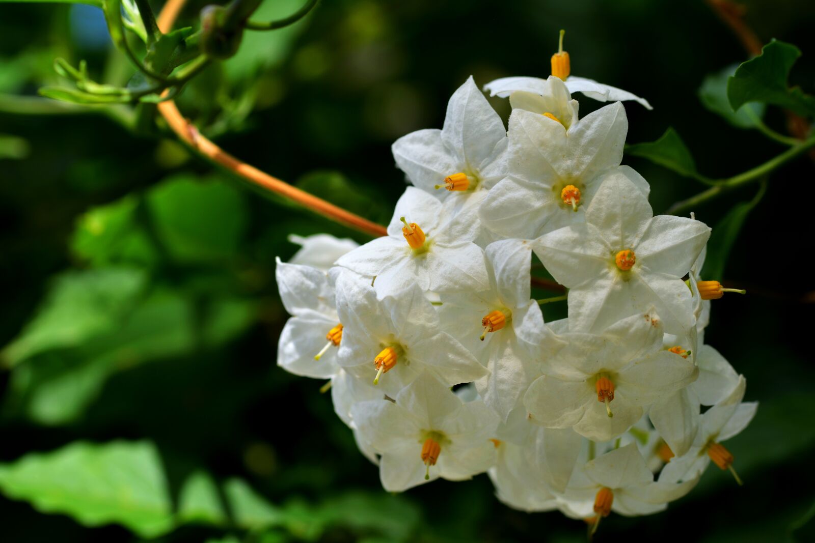 Nikon D5200 sample photo. Flower, flowers, white photography
