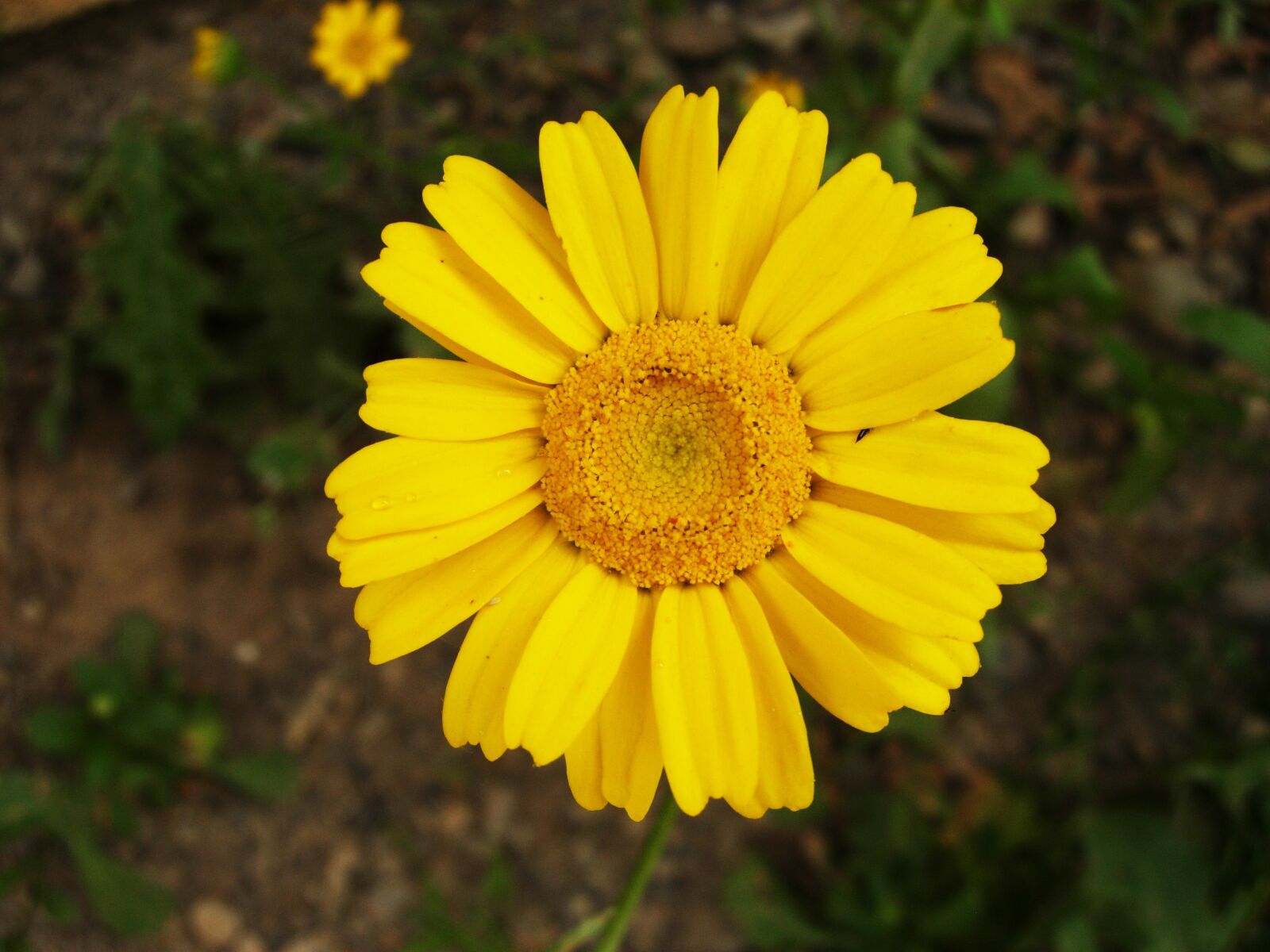Nikon COOLPIX P3 sample photo. Flower, garden, summer flowers photography