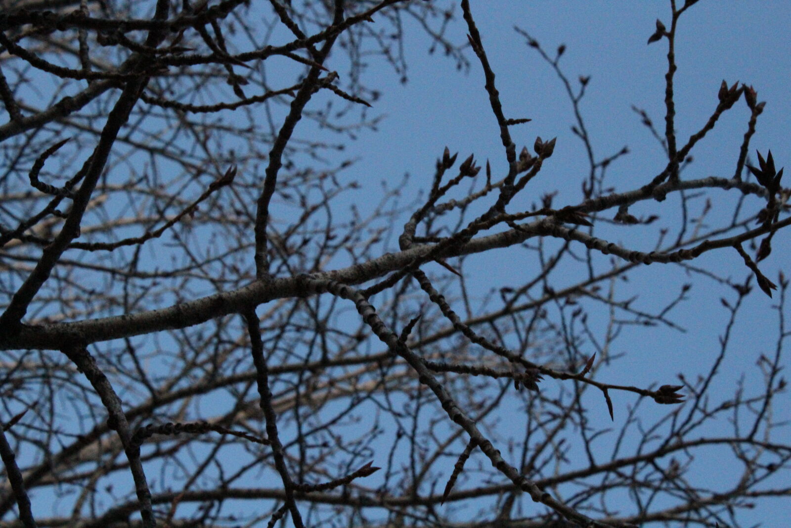 Canon EOS 1200D (EOS Rebel T5 / EOS Kiss X70 / EOS Hi) sample photo. Tree photography