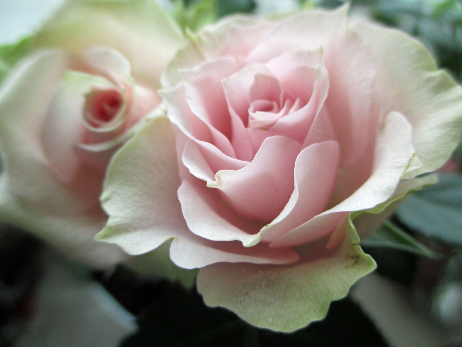 Canon IXUS 135 sample photo. Rose, blossom, bloom photography