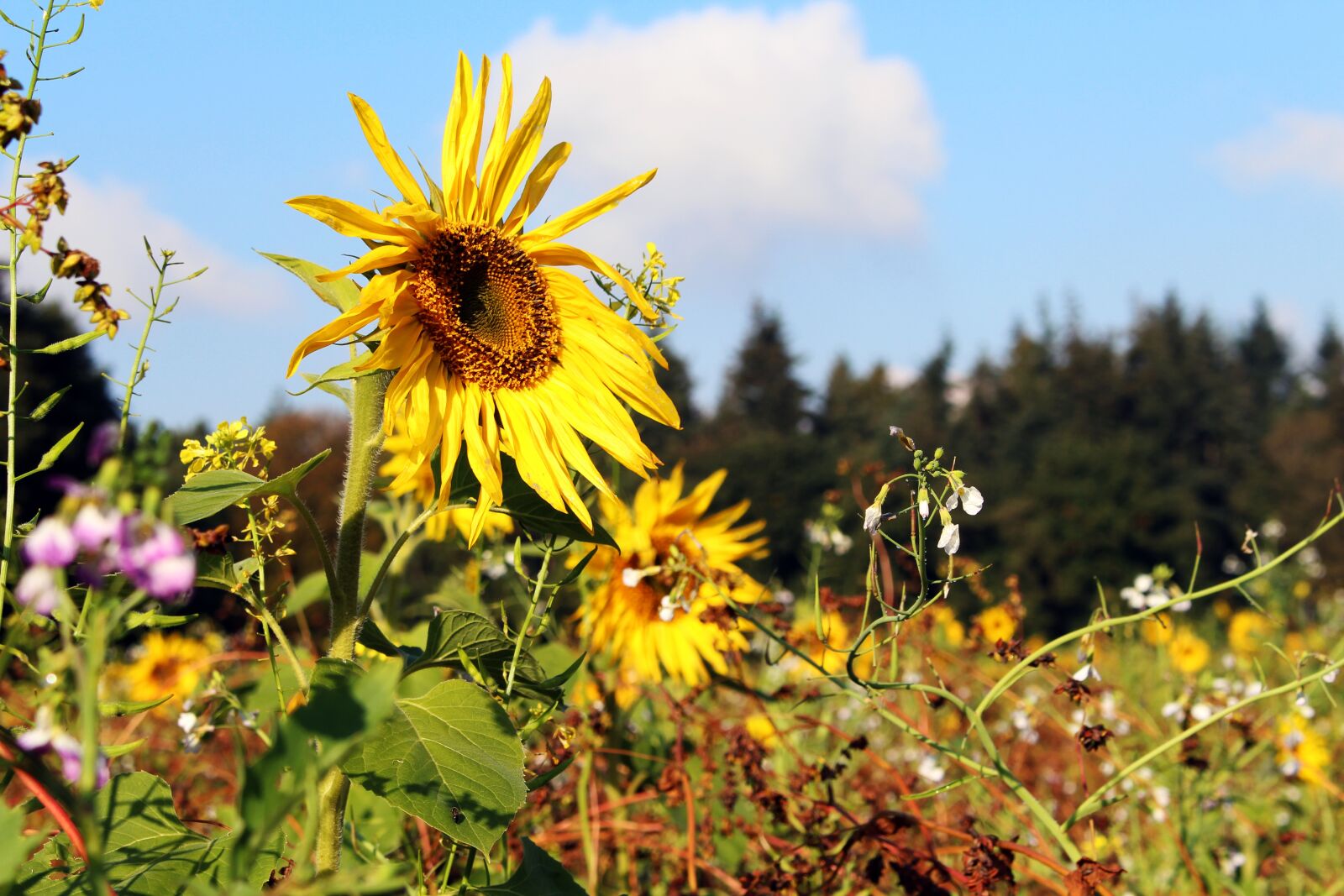 Canon EOS 700D (EOS Rebel T5i / EOS Kiss X7i) sample photo. Sunflower, sunflower field, yellow photography