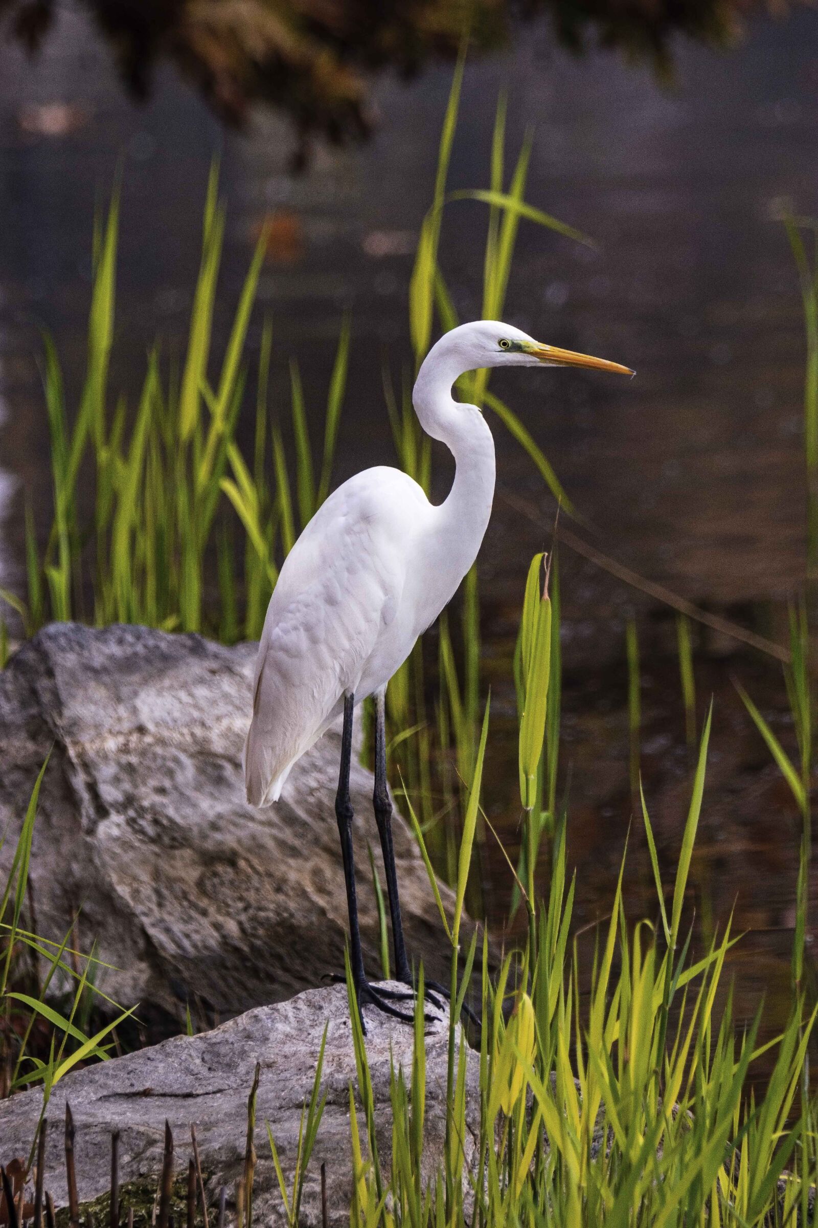 Nikon D7200 sample photo. Heron, bird, lake photography