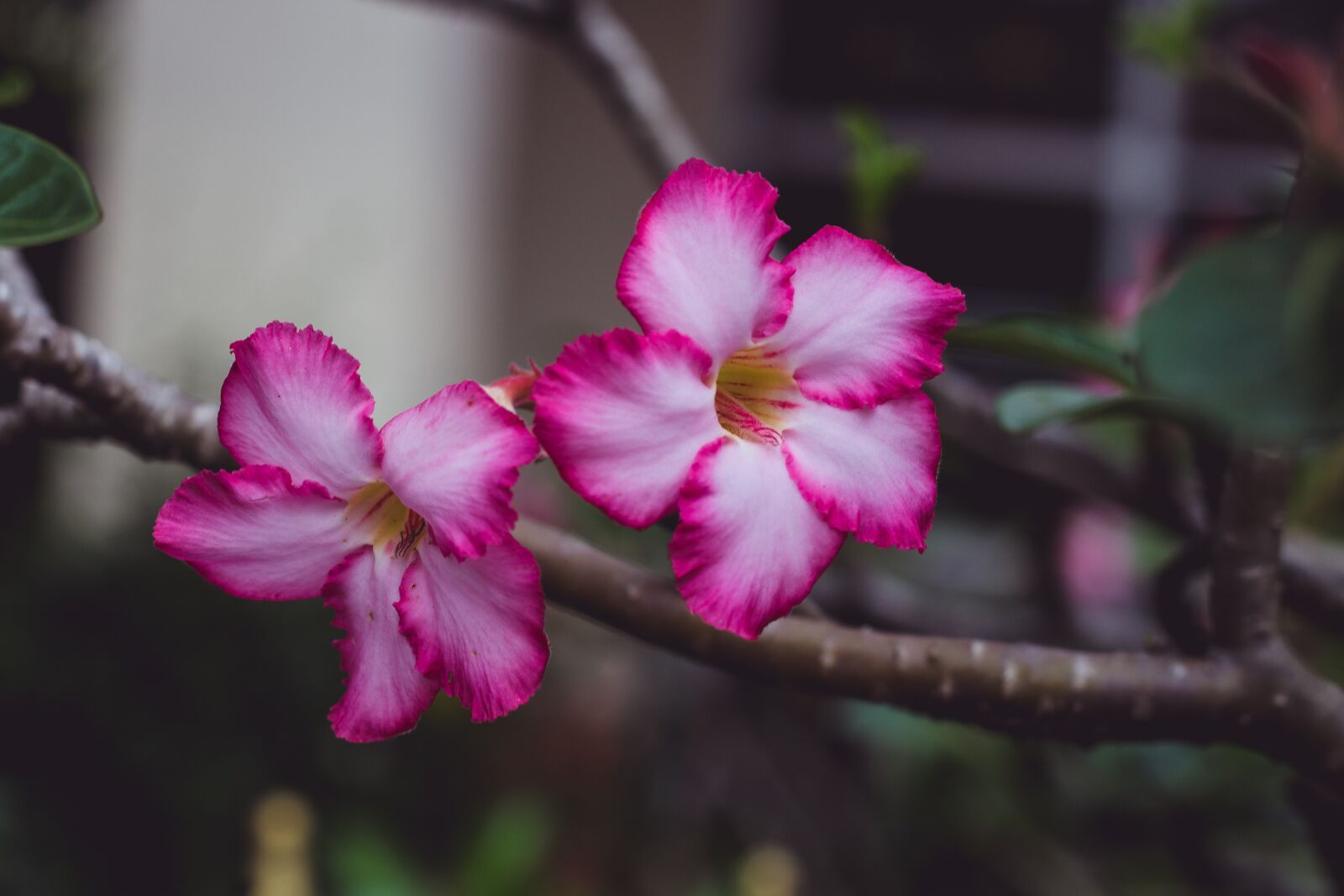 Canon EOS 700D (EOS Rebel T5i / EOS Kiss X7i) sample photo. Flowers, cho, bouquet photography