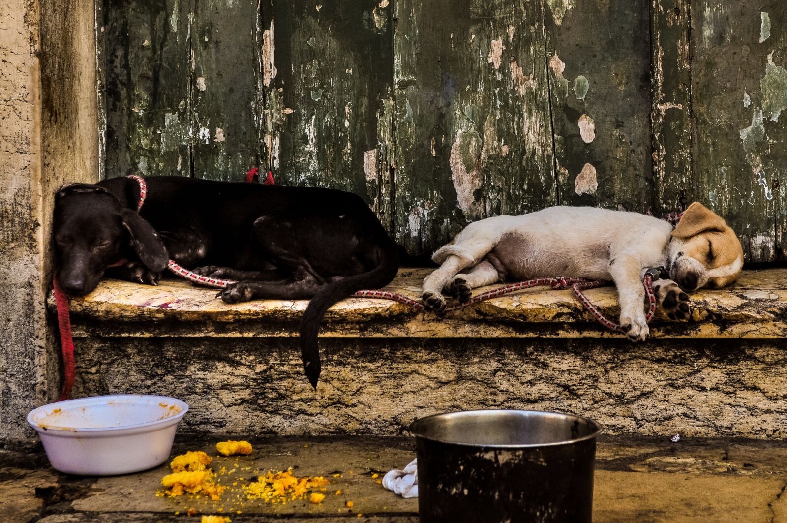 Nikon D5000 sample photo. Dogs, recife, city photography