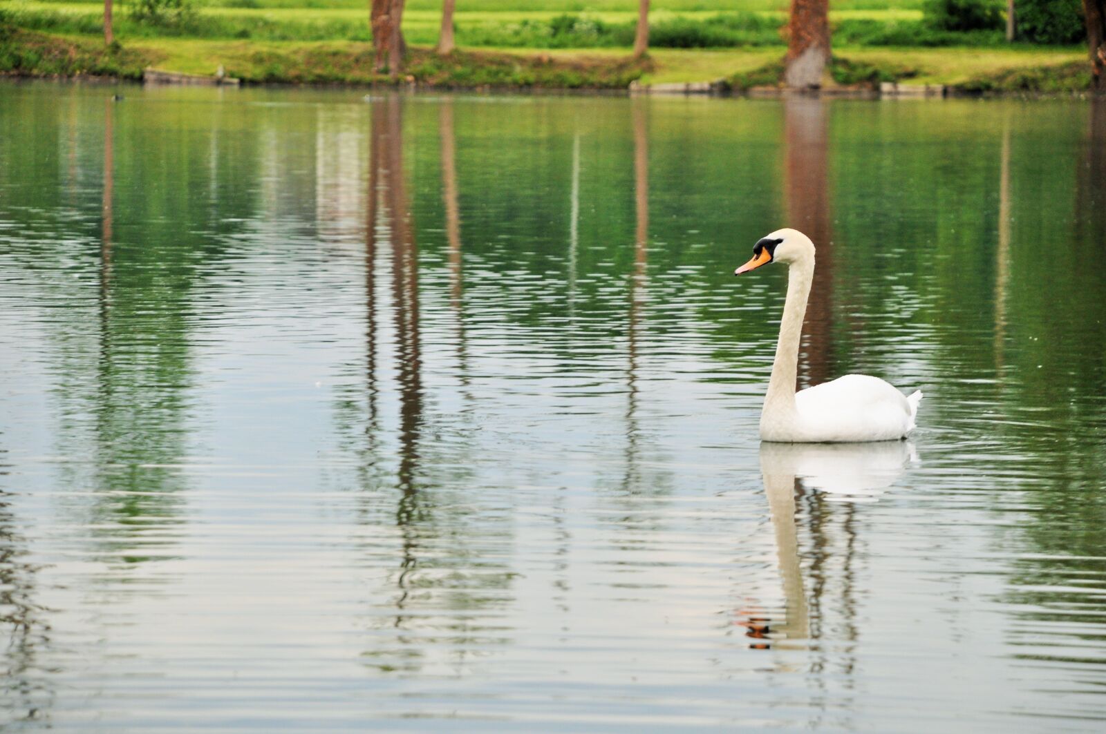 Nikon D90 sample photo. Swan, pond, nature photography