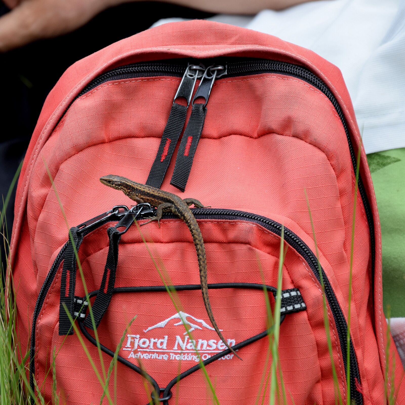 Nikon D5300 sample photo. The lizard, backpack, animal photography