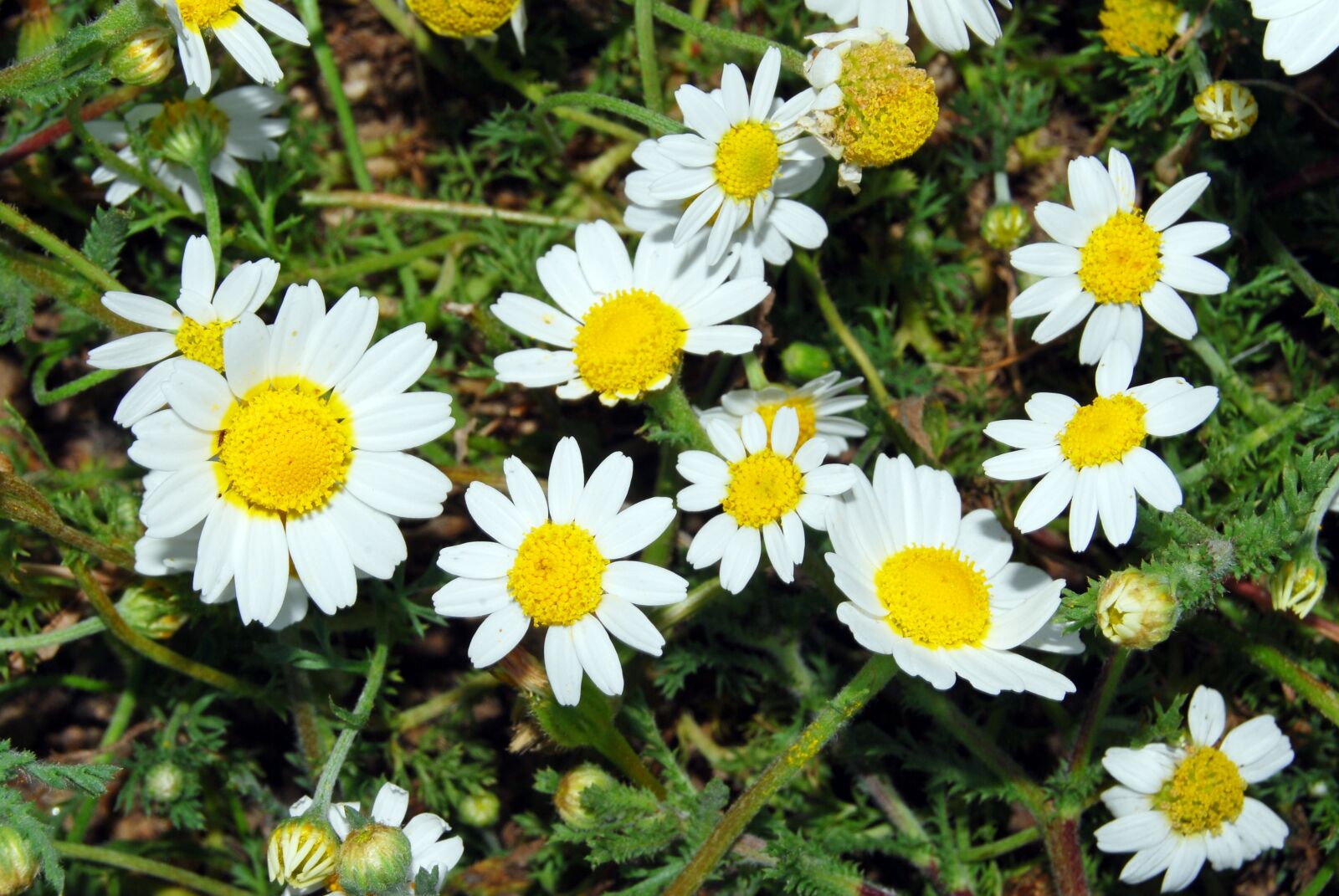 Nikon D60 sample photo. Nature, flower photography