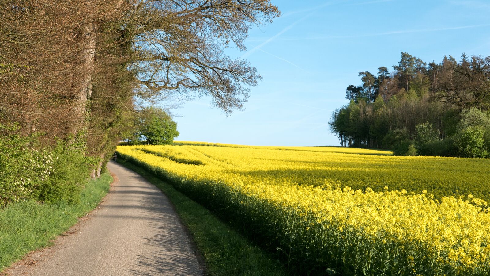 Panasonic Lumix DMC-LX100 sample photo. Landscape, oilseed rape, field photography