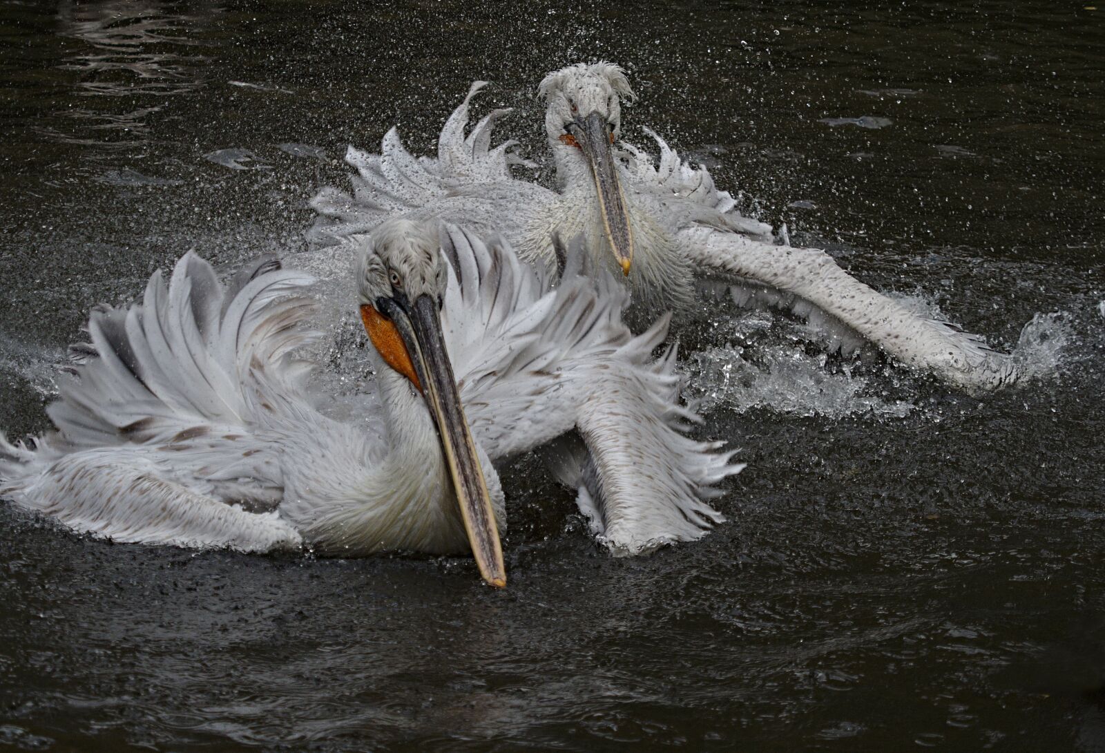 Olympus OM-D E-M1 Mark II sample photo. Pelican, bird, feather photography
