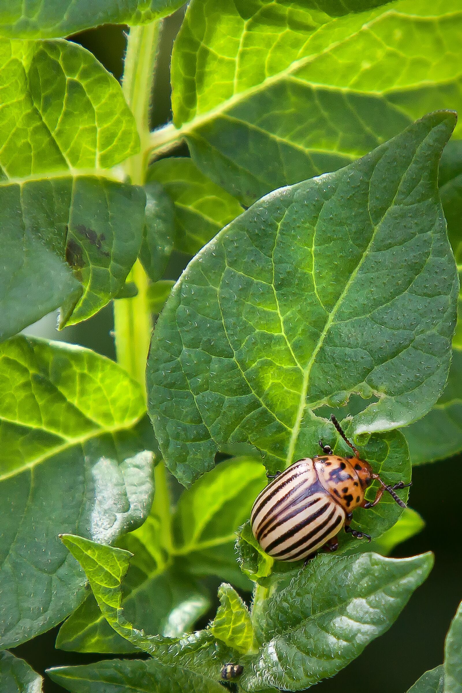 Canon EOS 50D + Canon EF 24-105mm F4L IS USM sample photo. Potato beetle, pest, insect photography