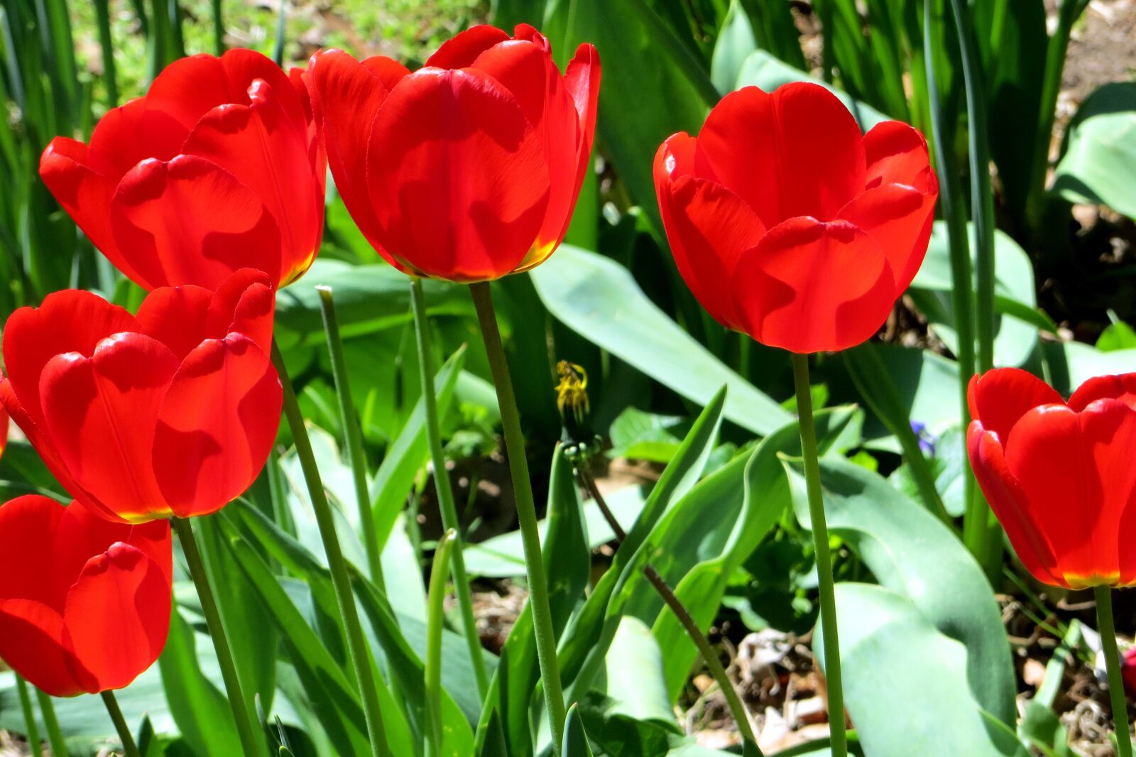 Canon PowerShot SX260 HS sample photo. Tulip, tulips, bloom photography
