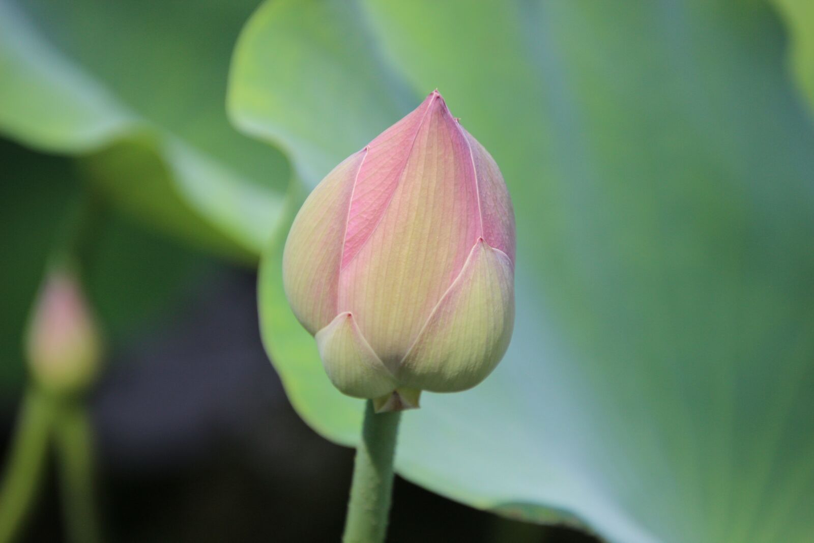 Canon EOS 600D (Rebel EOS T3i / EOS Kiss X5) sample photo. Nature, flower, petals photography
