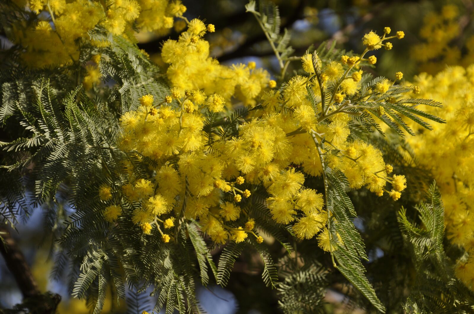 Nikon D5000 sample photo. Mimosa, tree, branch photography