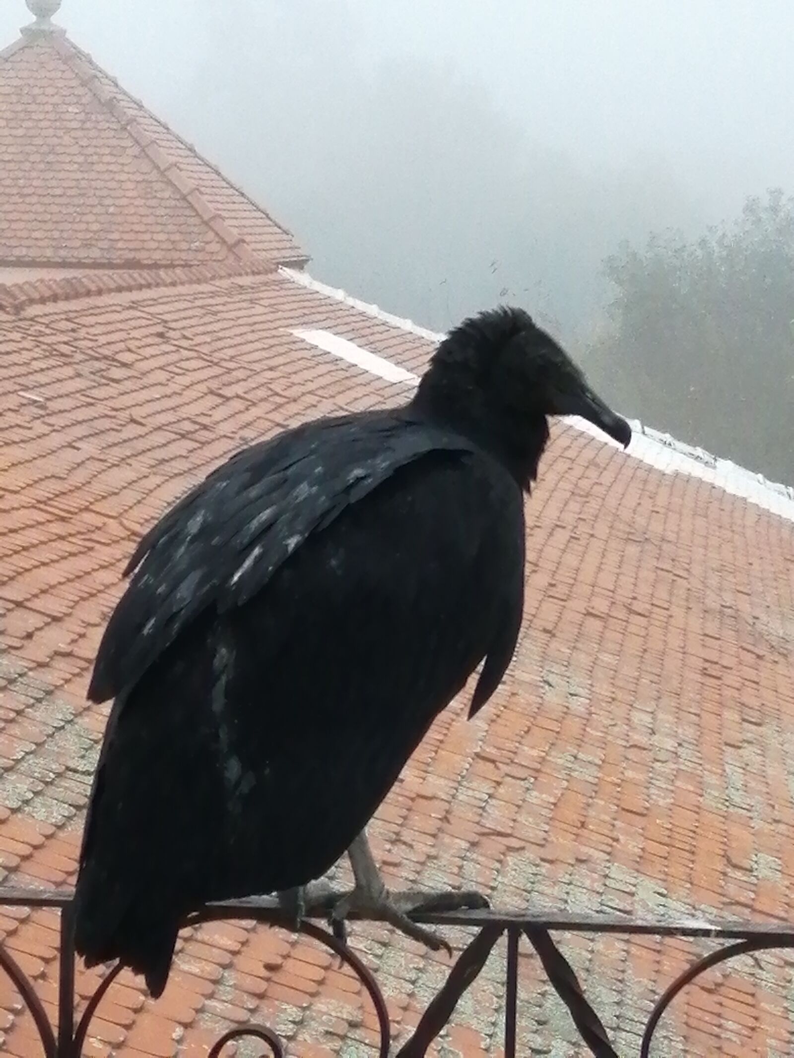 HUAWEI P SMART 2019 sample photo. Bird, nature, birds photography