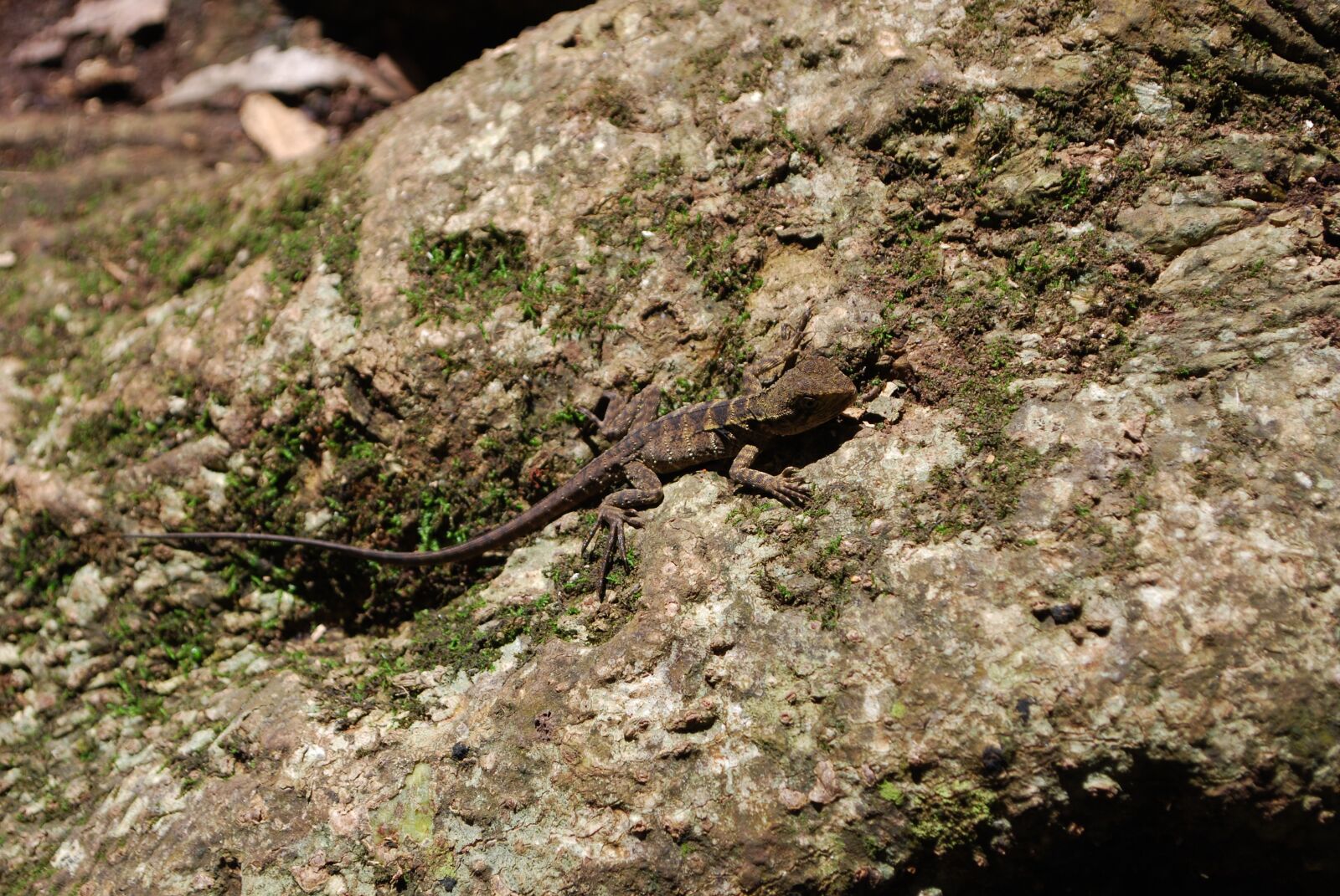 Nikon D60 sample photo. Lizard, reptile, fauna photography