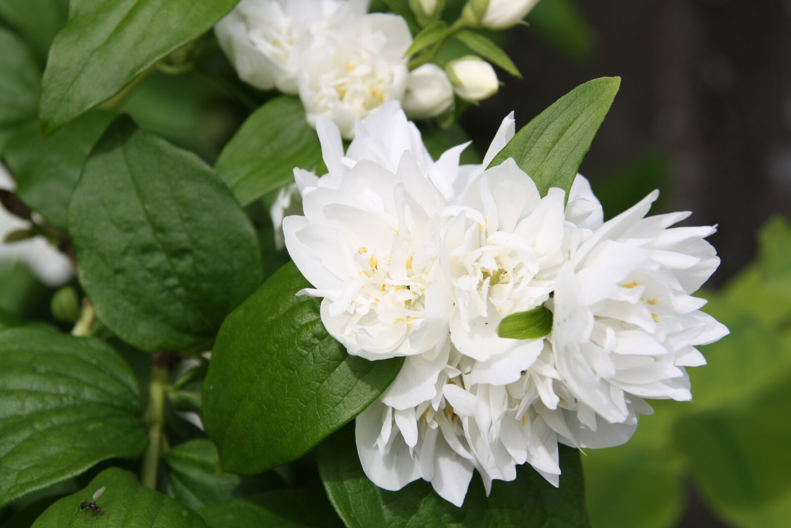 Canon EOS 1000D (EOS Digital Rebel XS / EOS Kiss F) sample photo. White flower, garden, petals photography