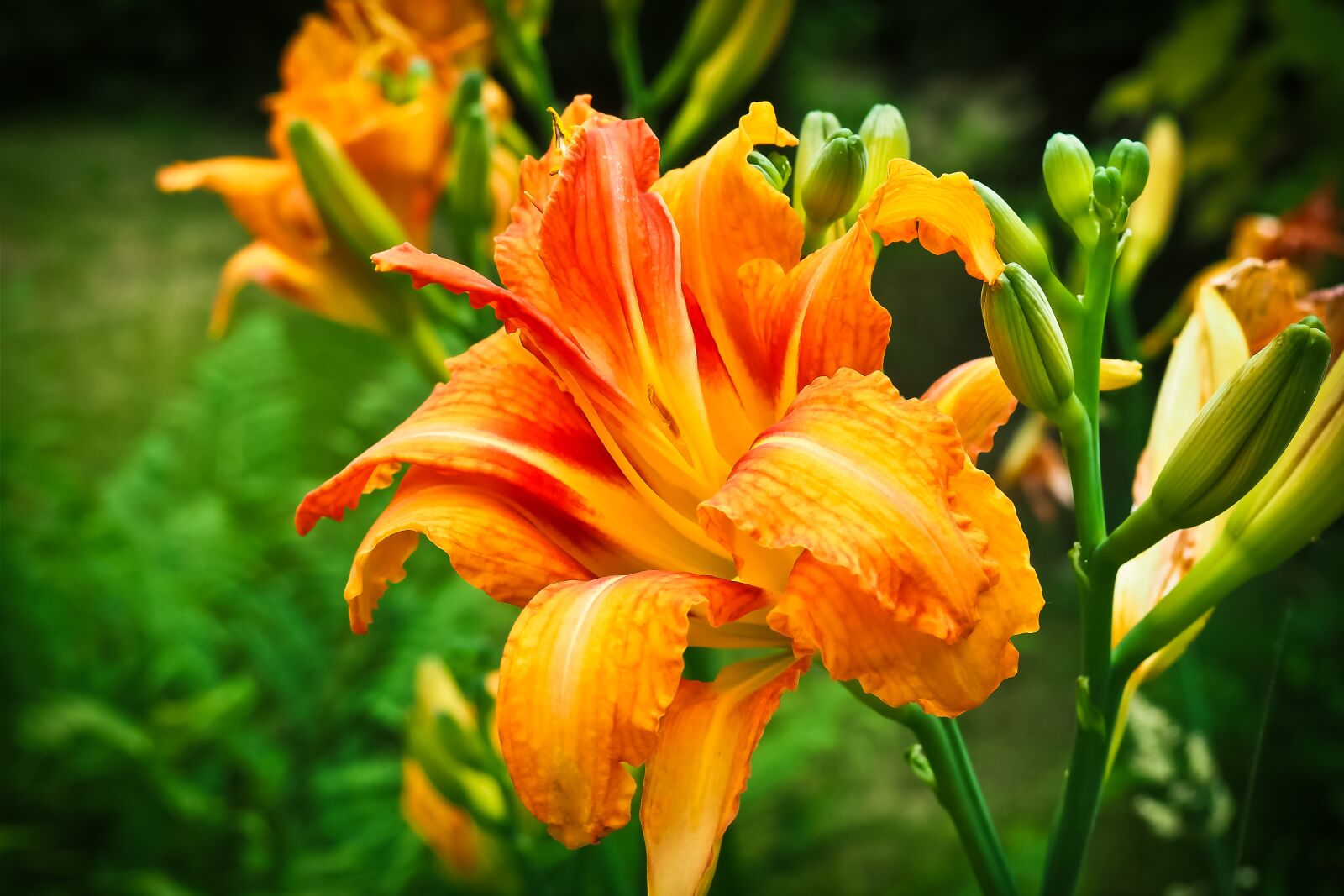 Olympus OM-D E-M10 sample photo. Daylily, flower, plant photography