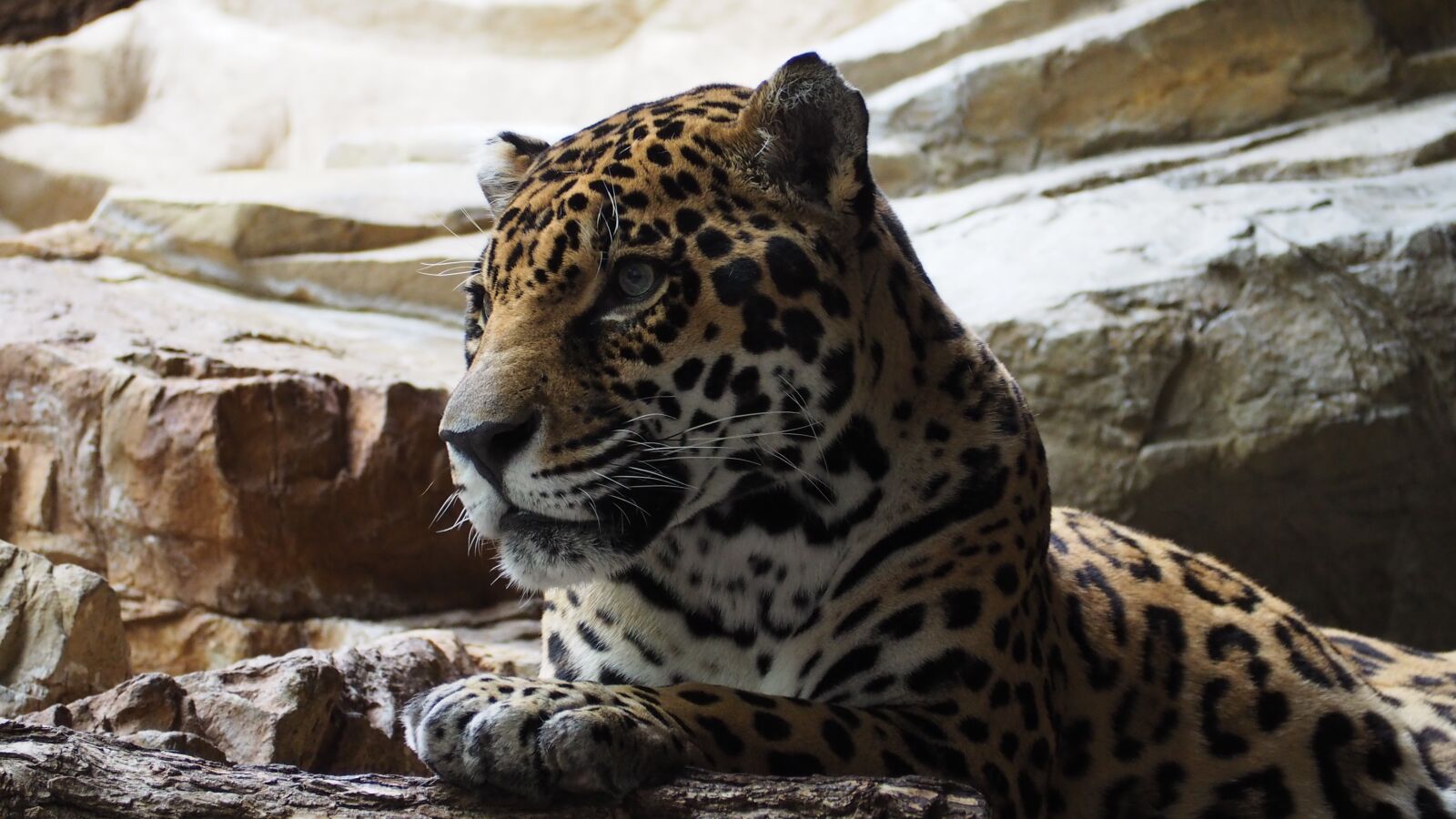 Olympus OM-D E-M10 II sample photo. Jaguar, cat, animal photography