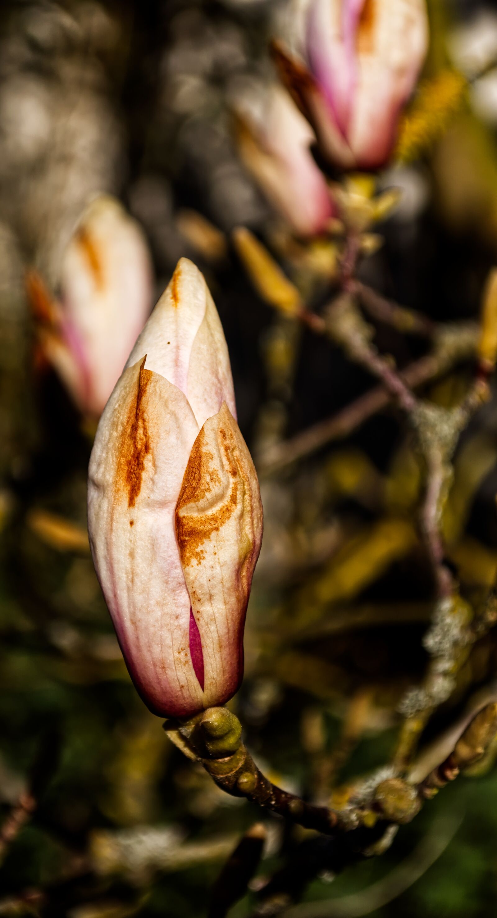 Nikon D5500 sample photo. Blossom, bloom, plant photography