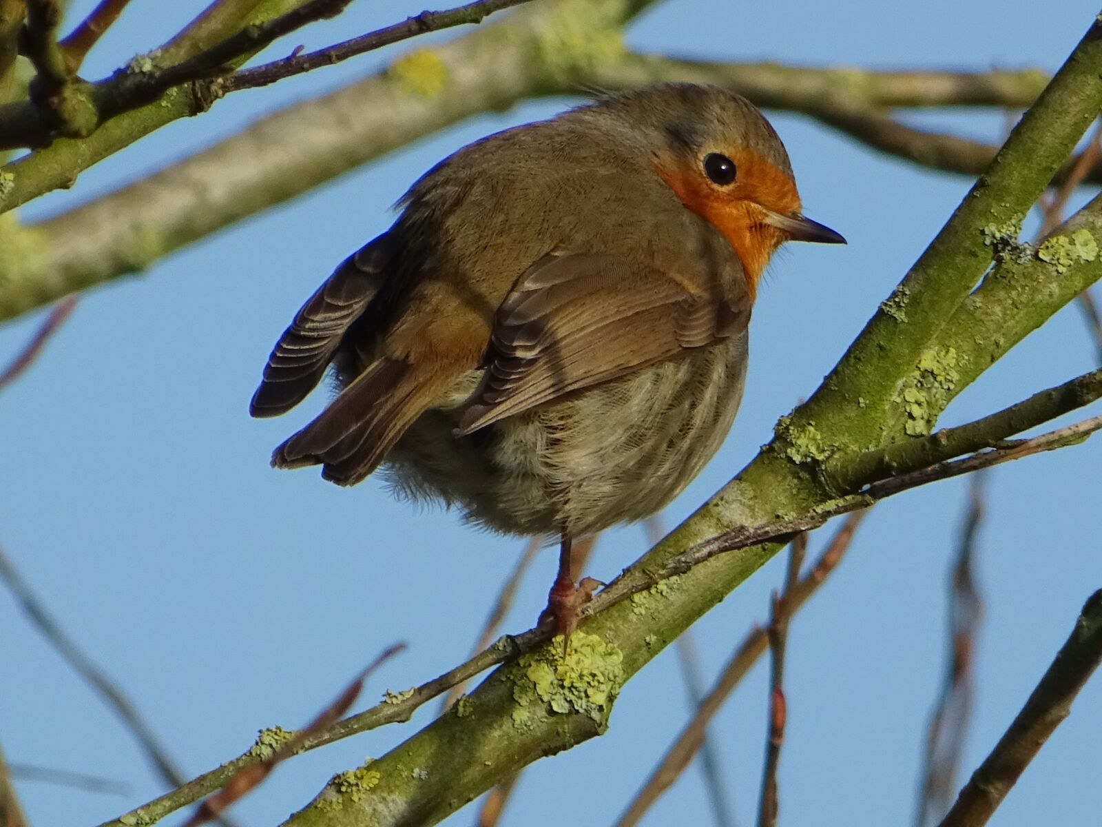 Sony DSC-HX60 sample photo. Bird, robin, spring photography