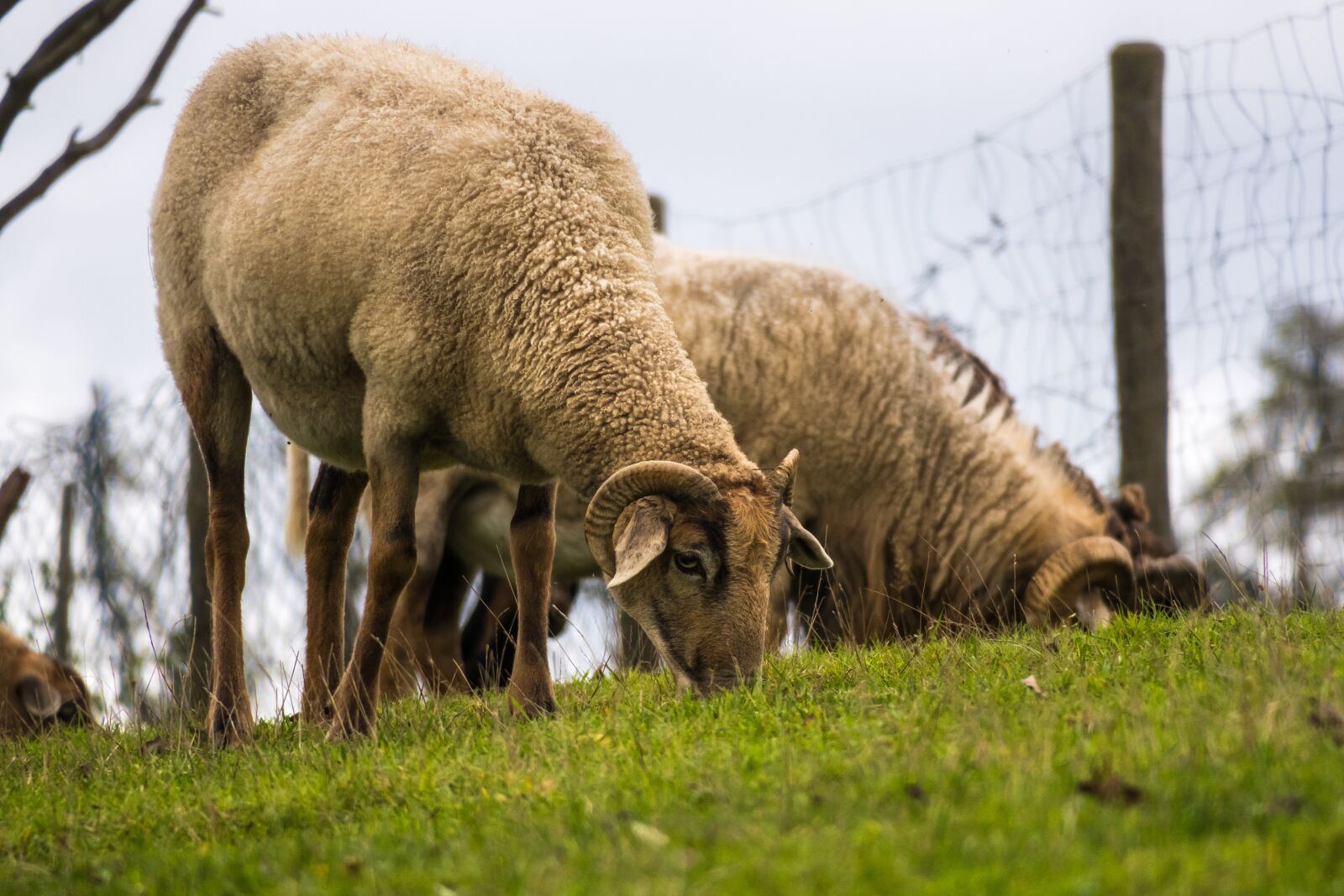 Canon PowerShot G3 X sample photo. Sheep, eat, graze photography